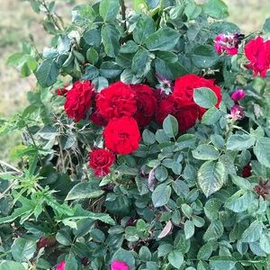 Meet your Posher, Hector